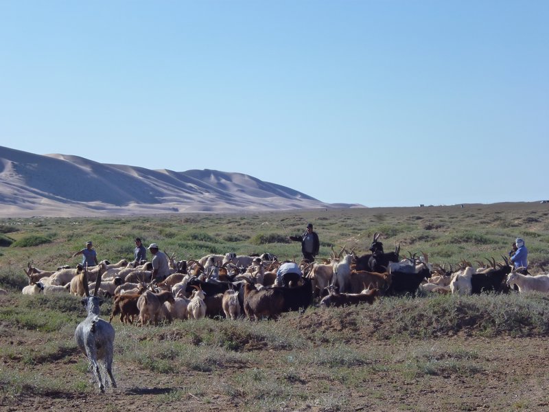 Mustering the livestock
