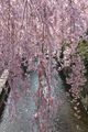 Cherry Blossoms - Utsunomiya
