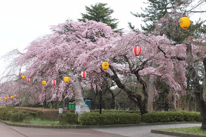 Sendai Cherry Blossoms