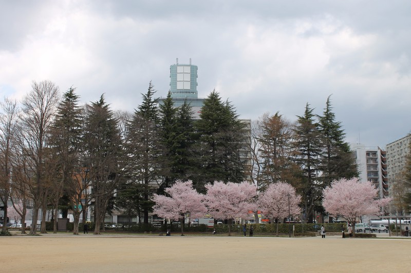 Sendai Cherry Blossom
