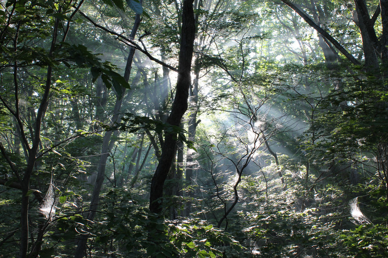 Forests of the Shimokita Peninsula