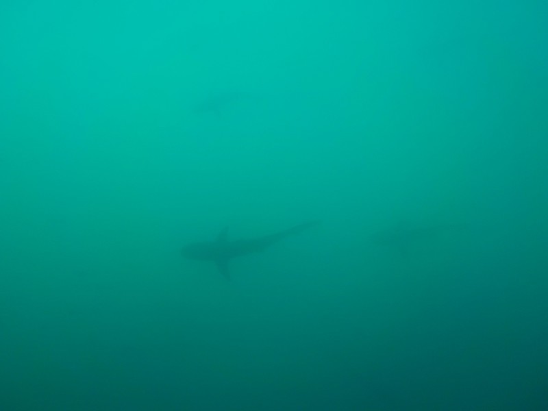 galapagos shark
