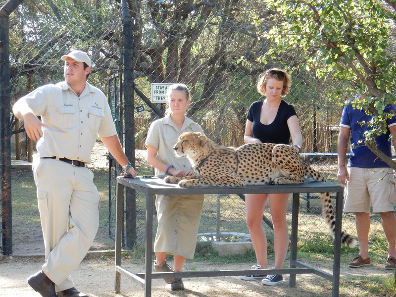 Touched a cheetah at Moholoholo