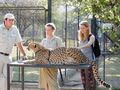 Touched a cheetah at moholoholo
