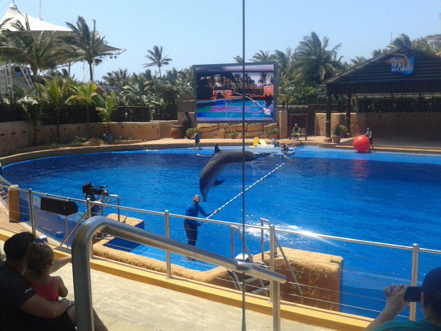 Dolphin show at Ushaka Marine park 