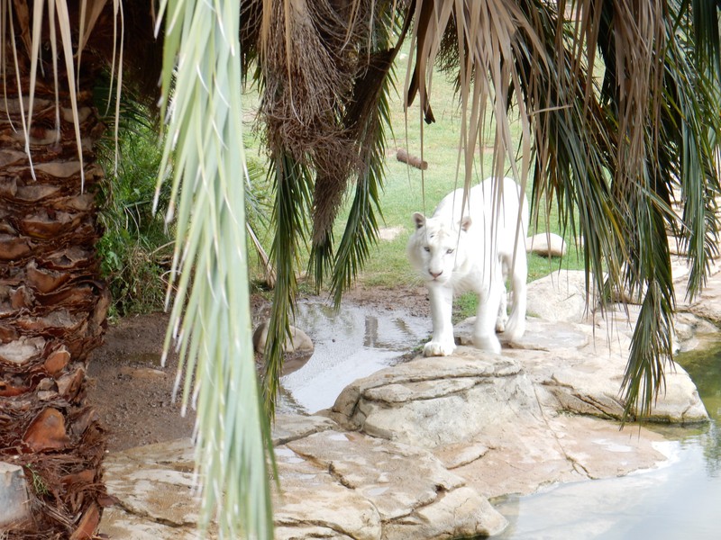 White tiger at Cango Wildlife Ranch