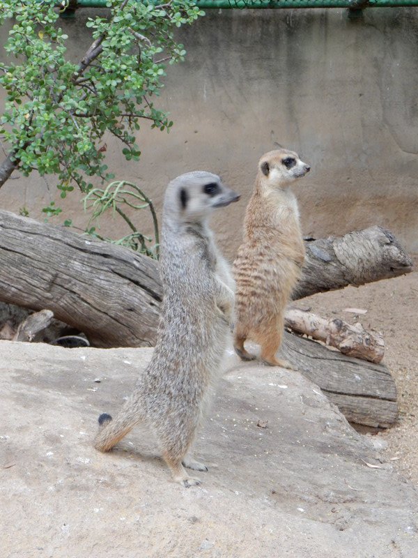 Meerkat at Cango Wildlife Ranch