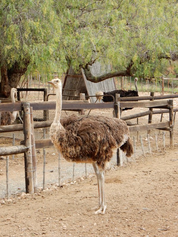 Ostrich farm in Oudshoorn