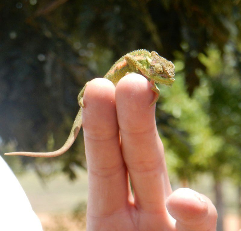 Lizard on the top of the fingers of the guide 