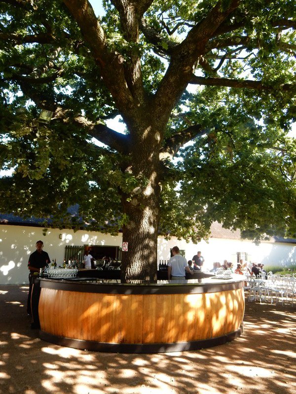 Last wine tasting at Boschendal under the oaken tree