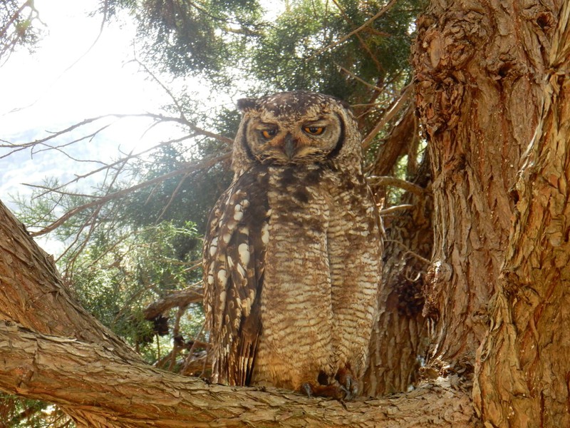 Owl in the Botanical garden