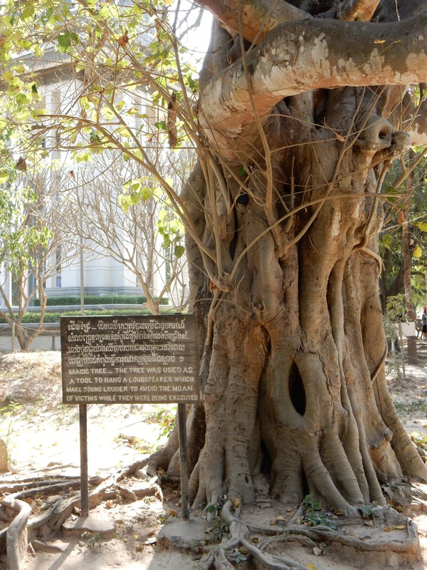 Tree were they hang speakers at the killing fields to mask the moan of the victims
