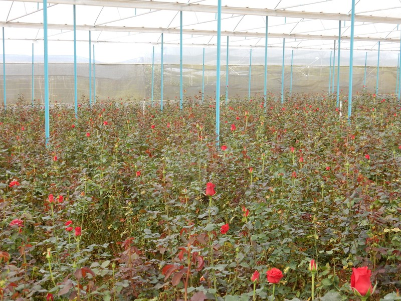 Floriculture in the mountains of Da Lat 