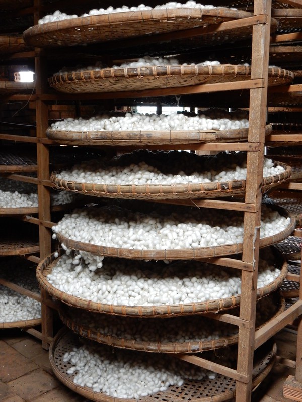 Silk production in the area of Da Lat