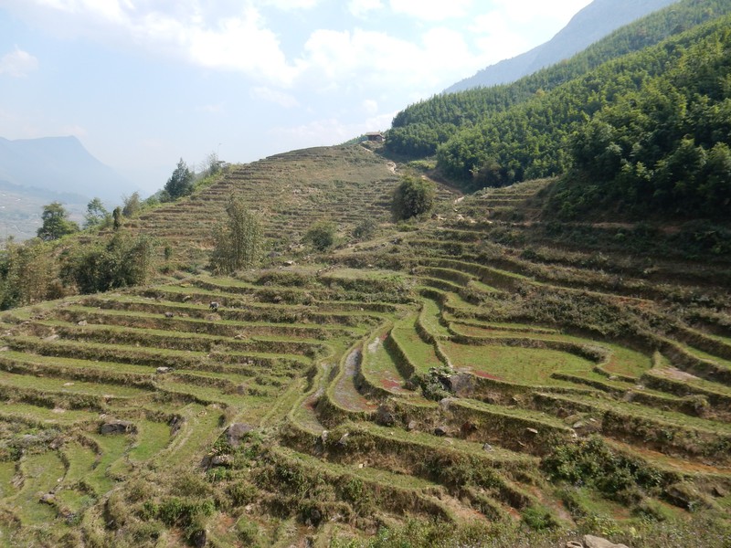 Rice terraces in the afternoon