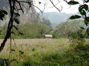 Field before visiting the Caves at Nong Khiaw