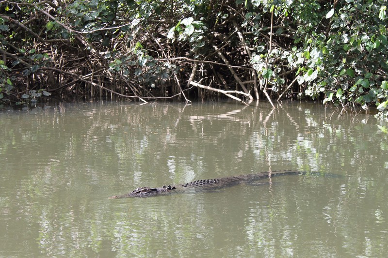 Daintree National Park - crocodile