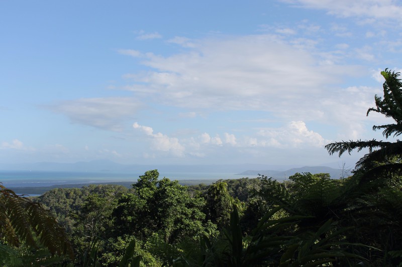 Daintree rainforest - mirador