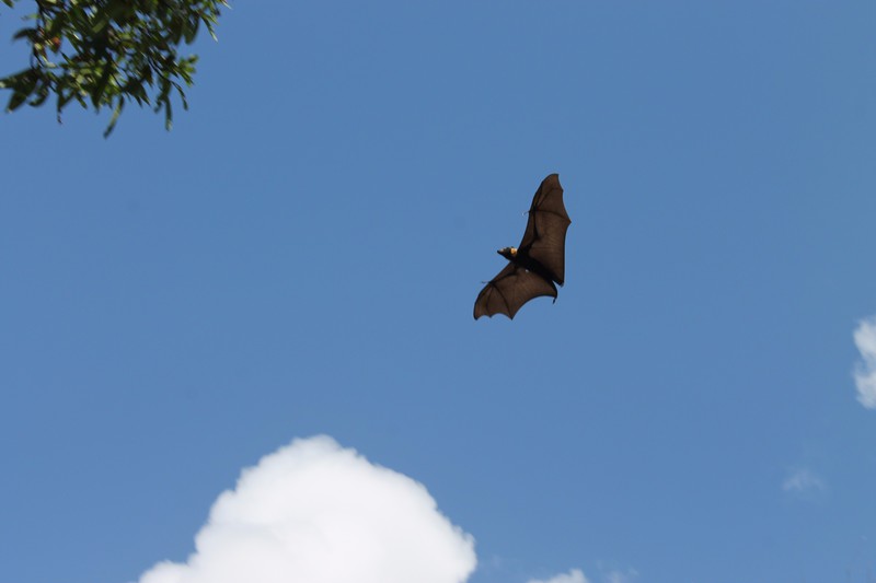 Geant bats in Cairns