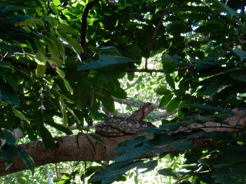 Python in the Botanical Garden