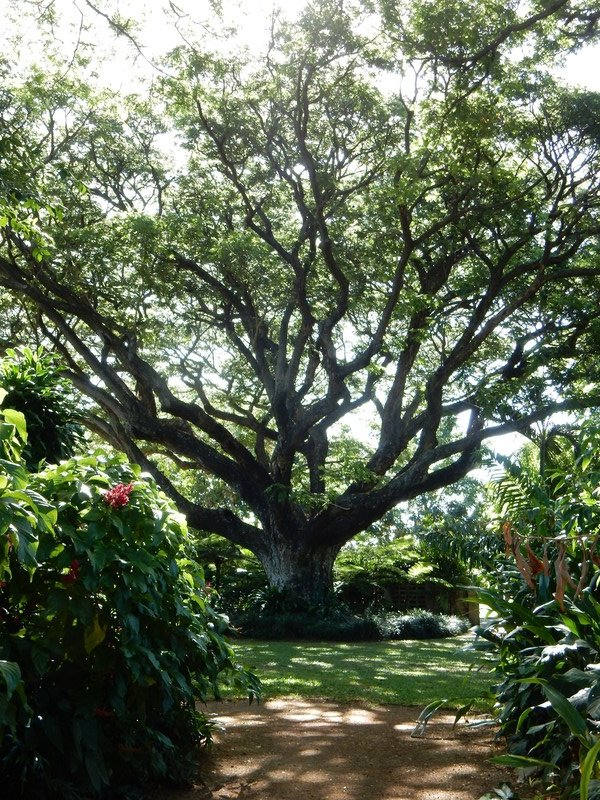 Botanical Garden of Townsville