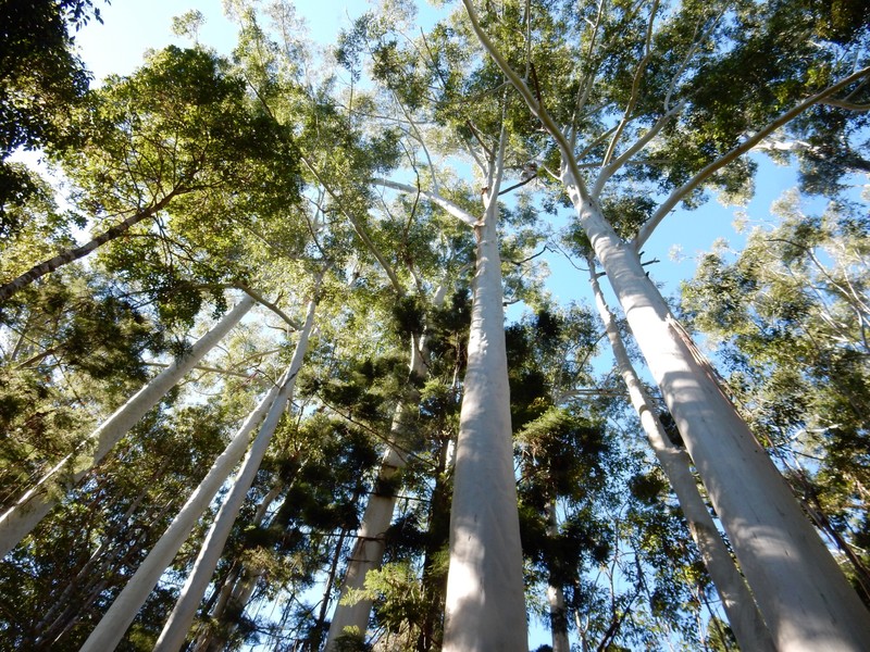 Fraser Island - Eucalyptus