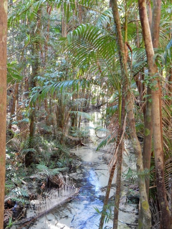 Fraser Island - Rainforest