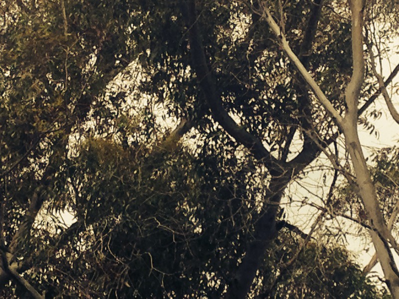 Koala in natural environ