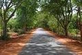Another typical road in Auroville...