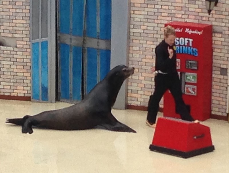 Seal at SeaWorld