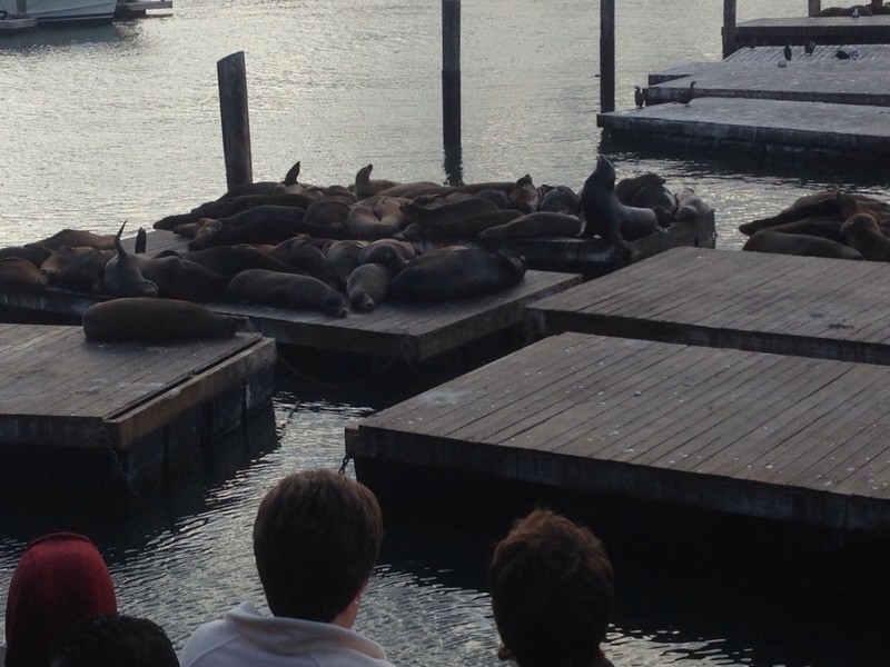 Wild Seals at San Fran