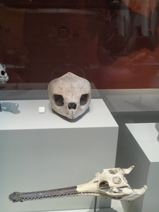 A qui appartient ce crâne?