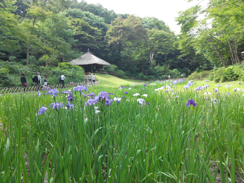 Le jardin d'iris
