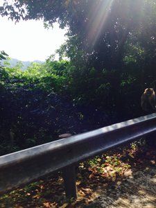 Sogar Affen saßen überall am Wegrand 