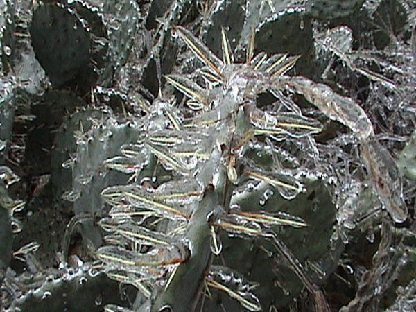 Iced Cactus