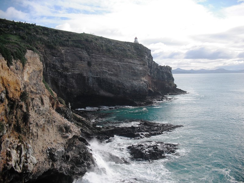 Cliffs in Dunedin with penguins and albatrosses 
