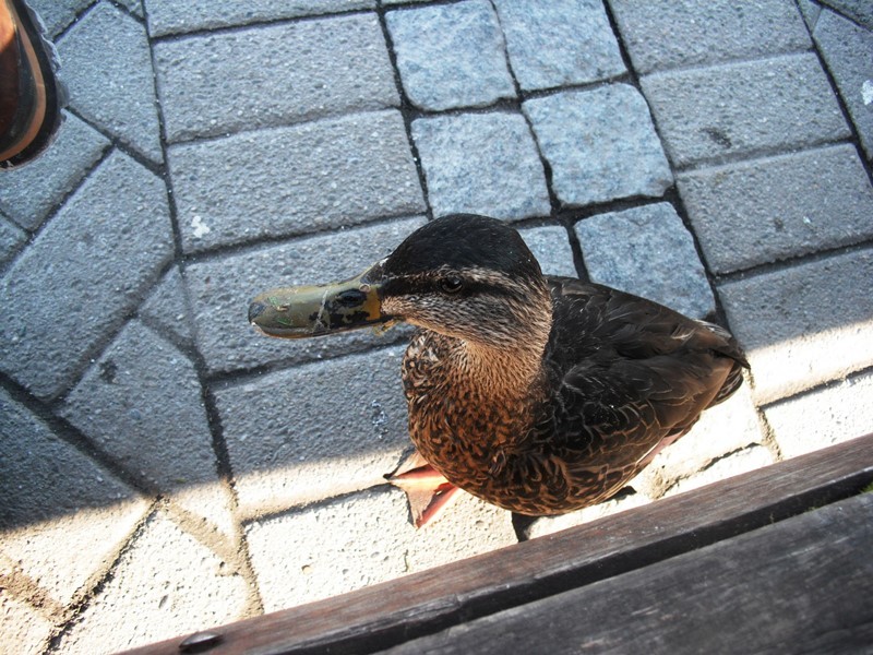 My lunch with the duck