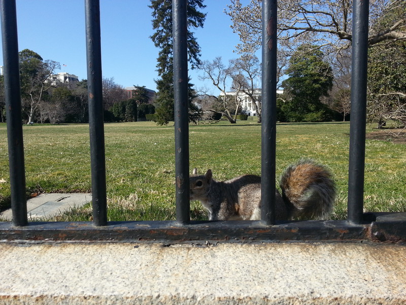 secret squirrel @ the white house 
