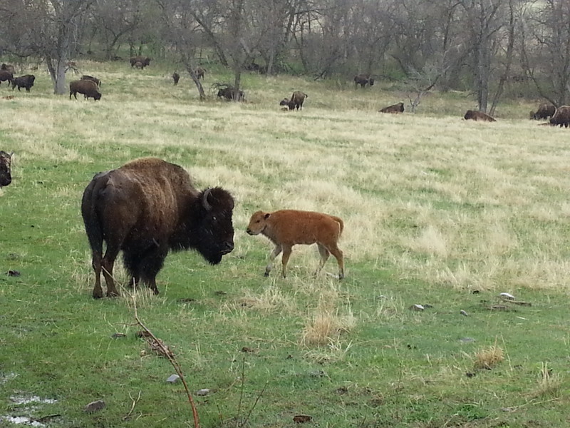 Mama n baby bison at Custer State Park