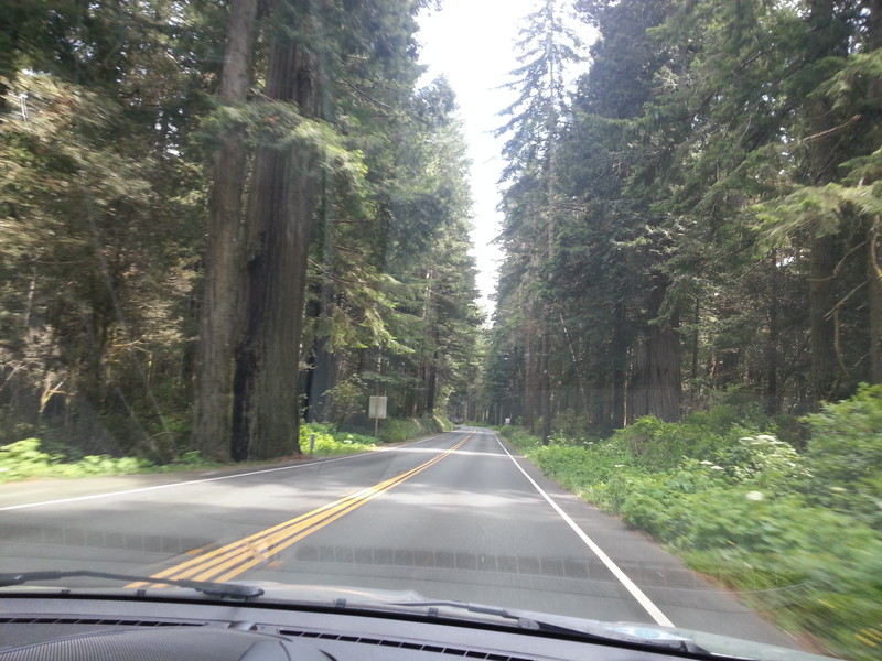 Driving through the Redwood forrest.
