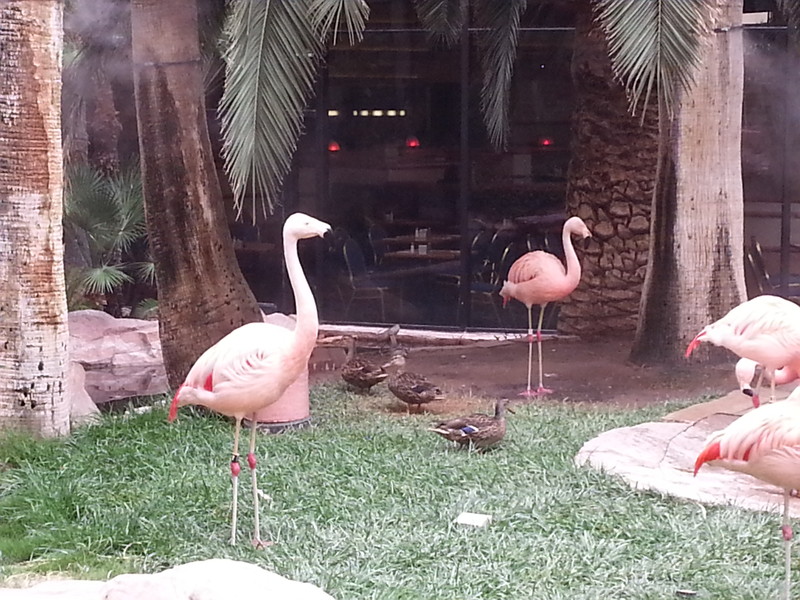 Flamingos at the Flamingo.