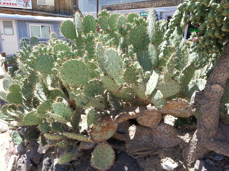 Cactus in Oatman. 