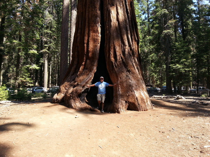 Giant Sequoia. 