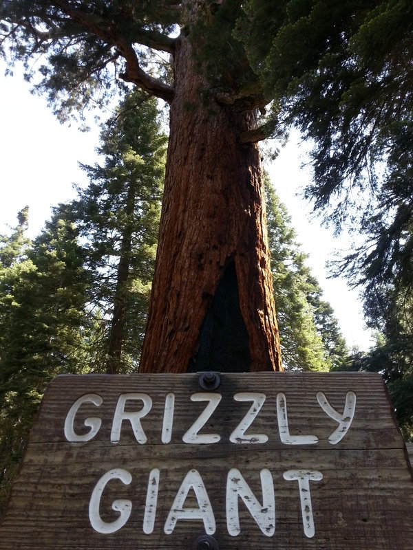 The biggest in Yosemite. 