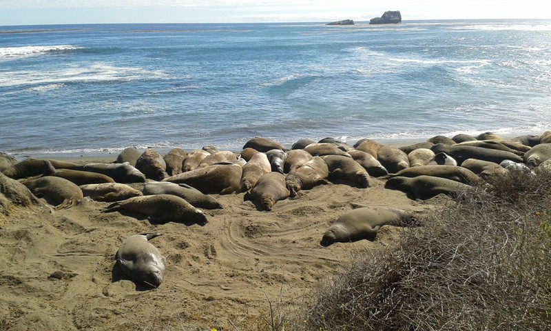 San Simeon Elephant seals.