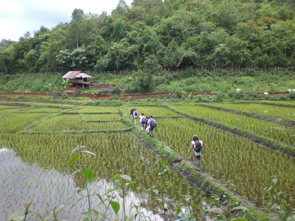 Negotiating Rice Fields