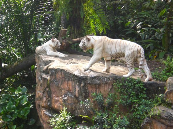 White Tiger