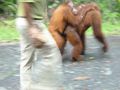 Kuching,Semenggoh orangutang rehabilitation centre