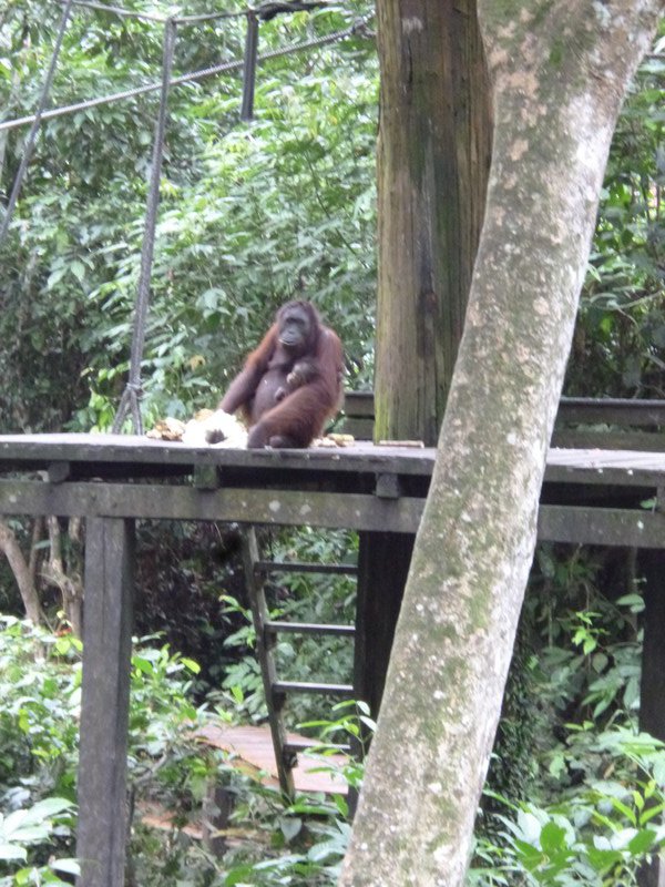 Orangutang Rehabilitation centre Sepilok