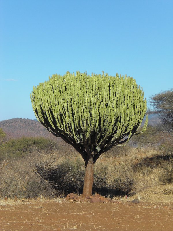 Das ist ein Kaktus. 